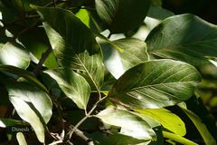 Sapindus trifoliatus